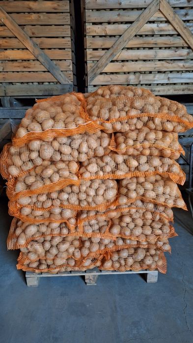 Vand cartofi consum si animale