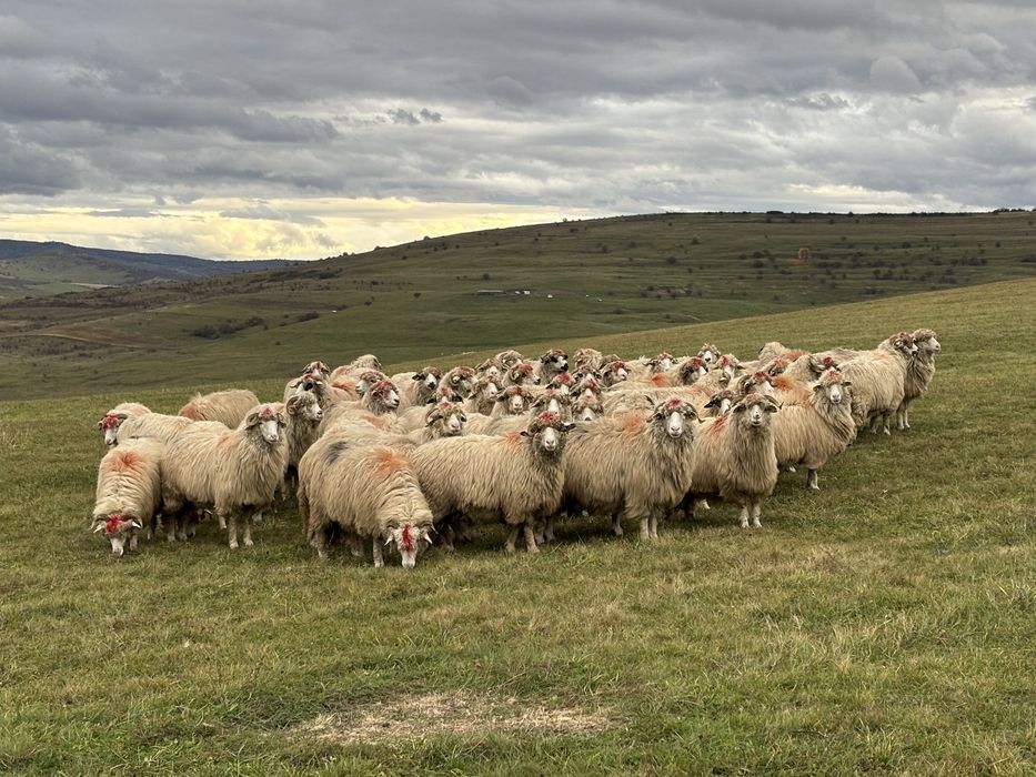 Oi  bune  de  vanzare