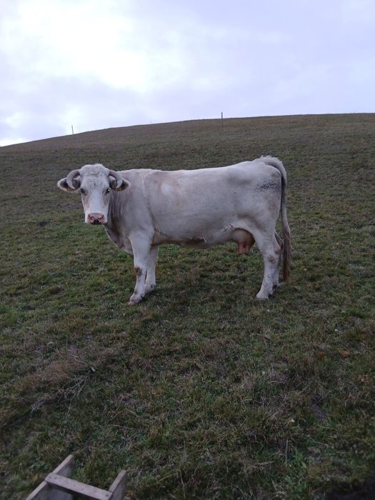 Vacă de 9 ani vânzare bună de lapte gestantă de 4 luni