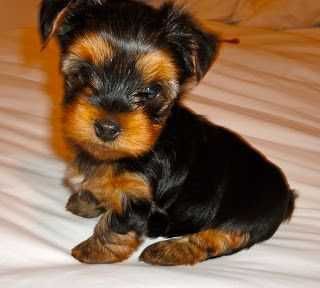 Vand pui yorkshire terrier mini toy