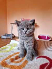 Pui de British Shorthair