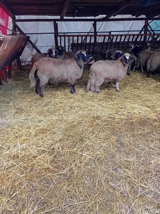 Berbecuti din oi bune de lapte