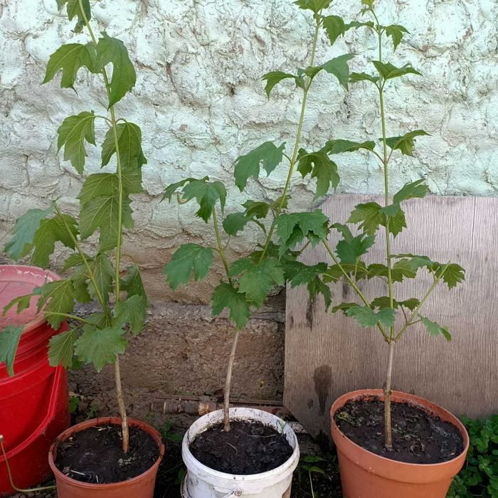 Продам саженцы калины красной.