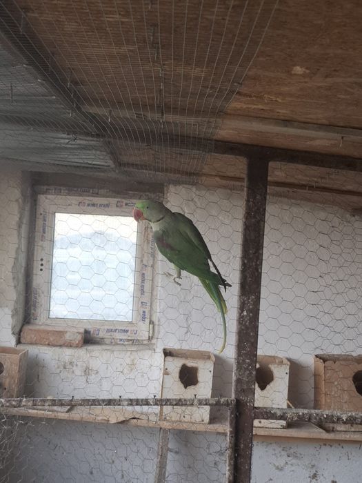 Papagali micul alexandru nimfe perusi rozele capere