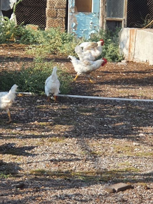 Продаётся петушки