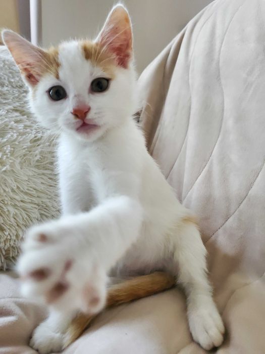 Очарователно рижо-бяло котенце търси дом.