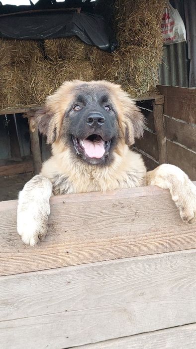 Vând Ciobănesc Caucazian