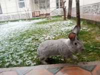 Продаётся кролик 10 месяцев серого цвета.