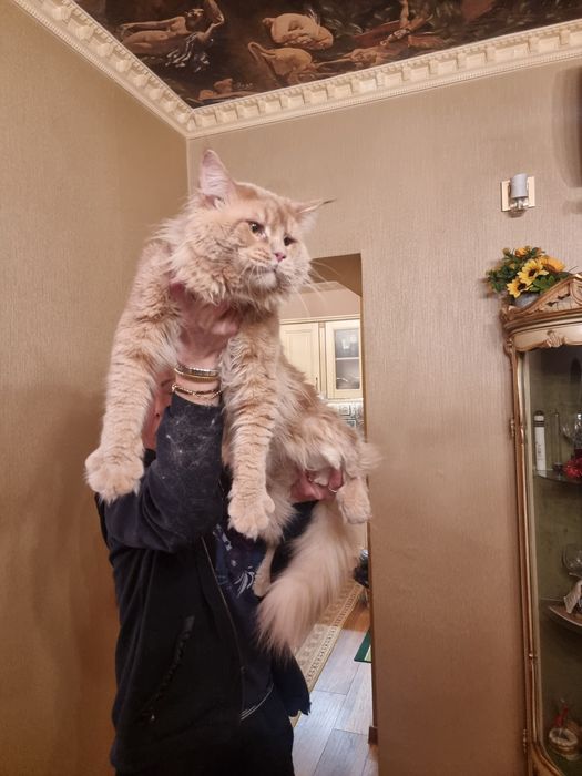 Мейн- кун котета