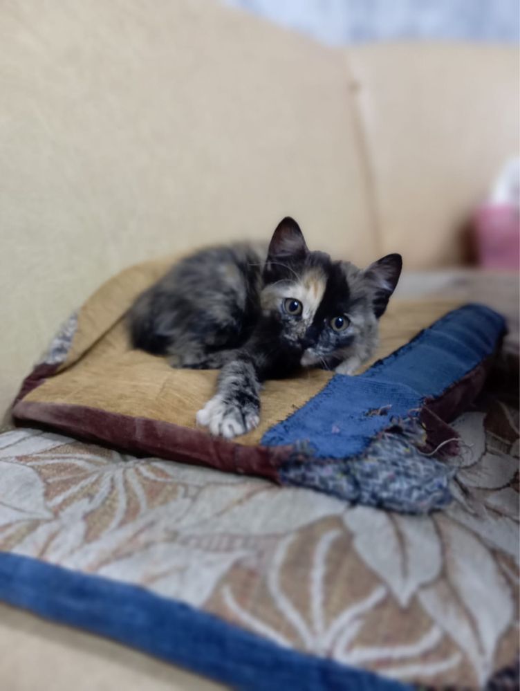 Кошечка и котик в добрые руки