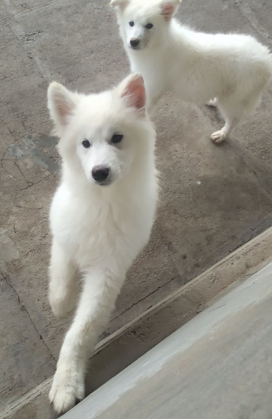 Samoyed iti sotiladi. Продам Самоедская собака Сибирский