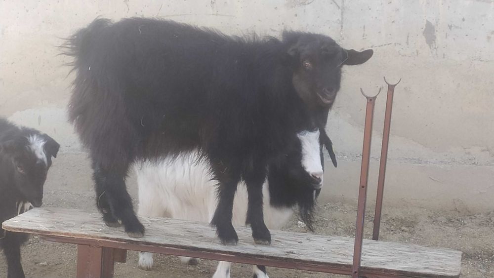 Продам двух козочек и одного козла