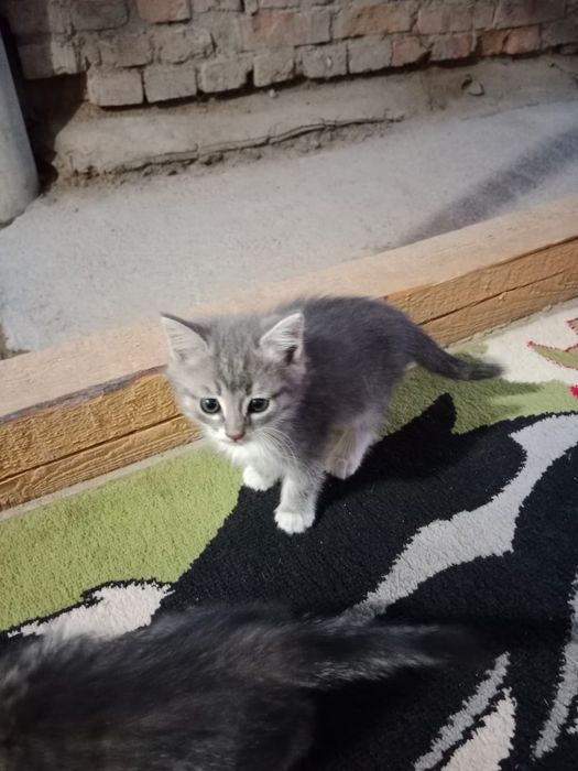 Отдам котят в добрые руки