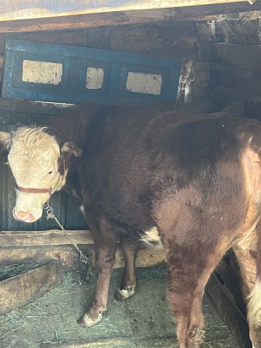 Пррдам телку Сементалка