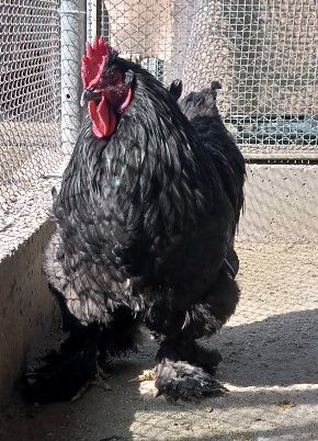 Продам цыплят черного и голубого кокинхина
