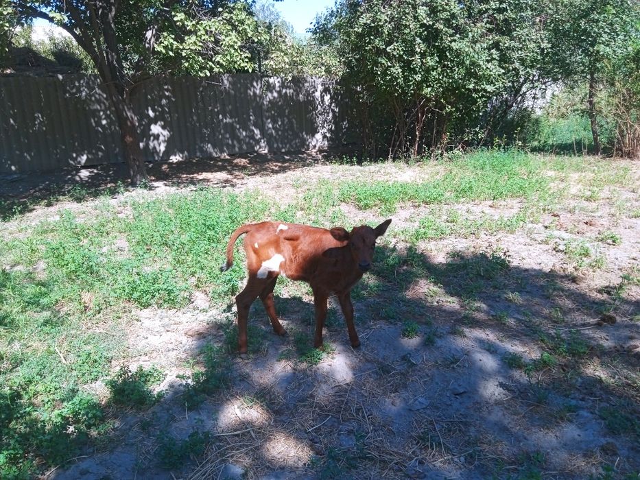 Manzil Buxoro viloyati Jondor tumani (Gagarin)
