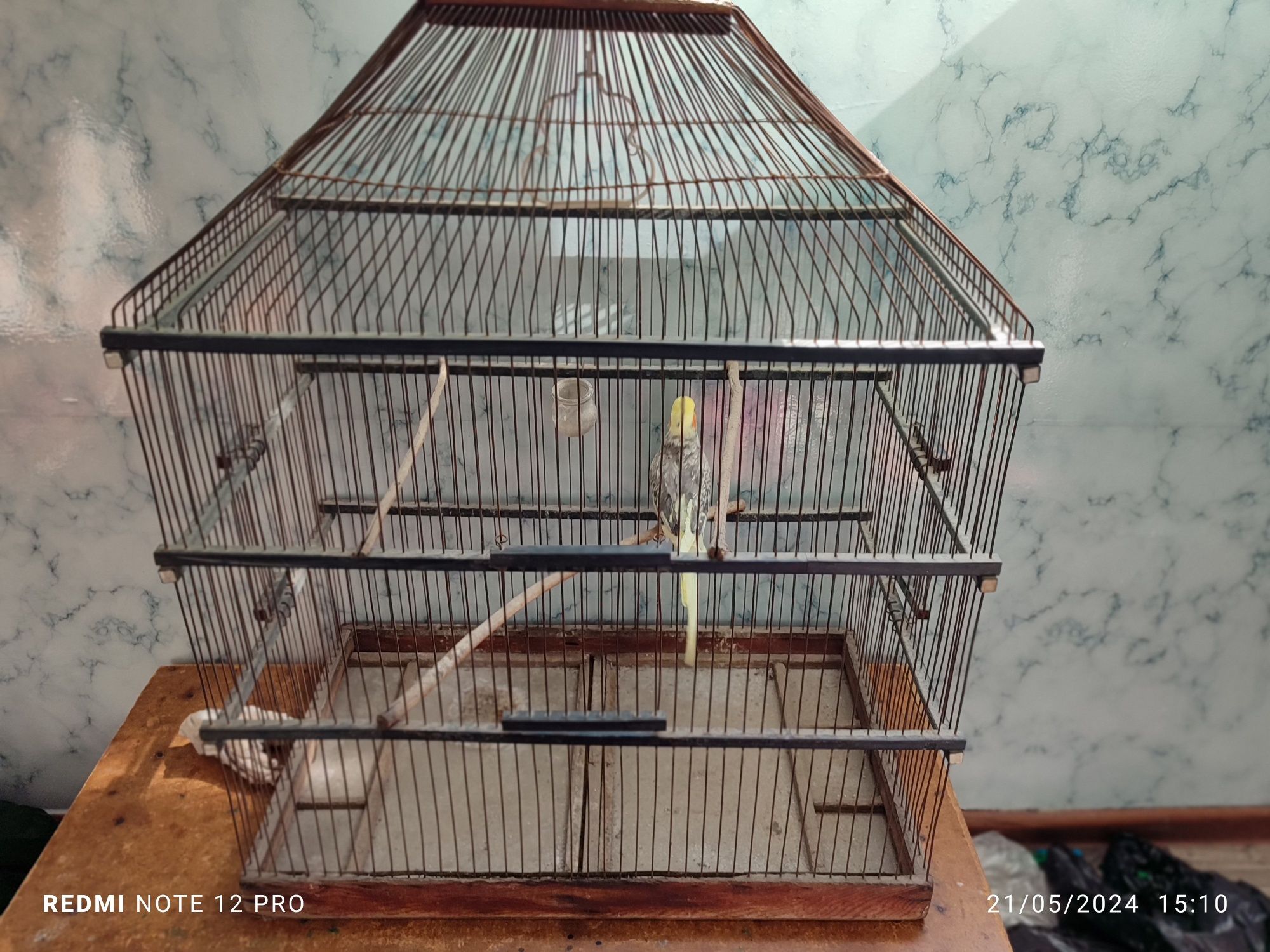 1 oy ishlatilgan holati oʻrtacha 1chi Tel qilganga 150000ga bervoraman