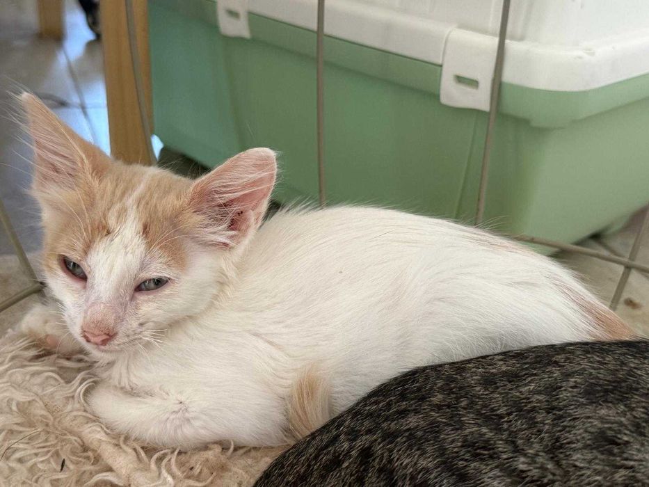 Adoptie pisicuta - ia ma acasa si te voi iubi neconditionat