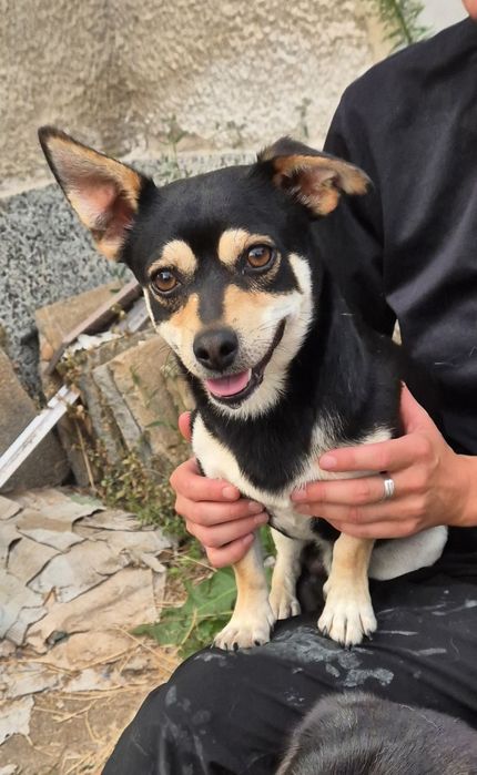 Кученца Пинчери на два месеца