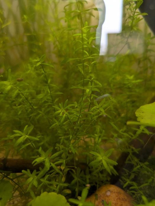 Vand plante de acvariu easy si melci