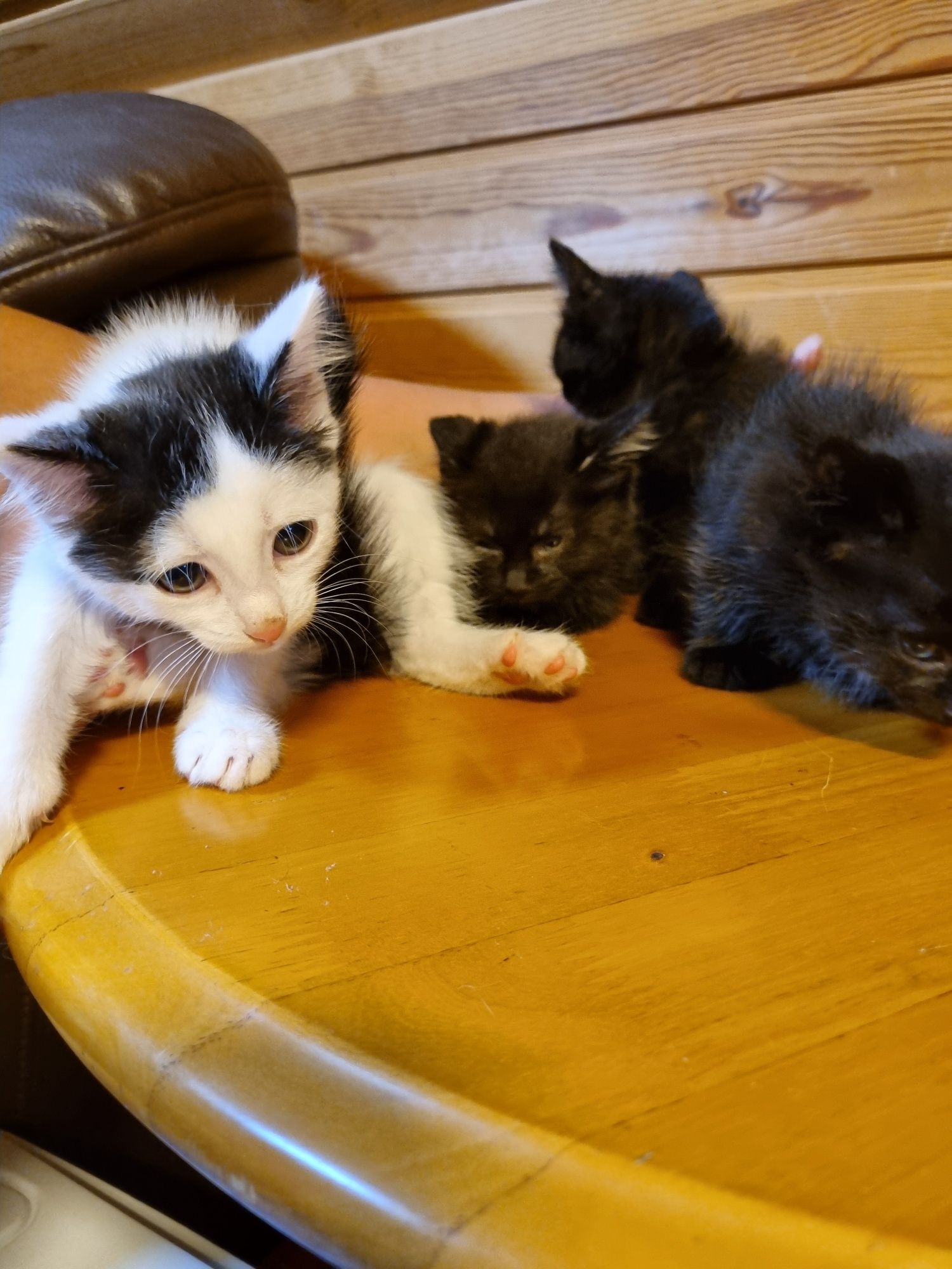 Котята 5 месяцев ищут дом