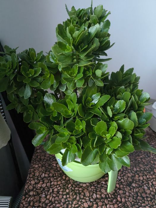 Kalanchoe-roz,are peste 3 ani