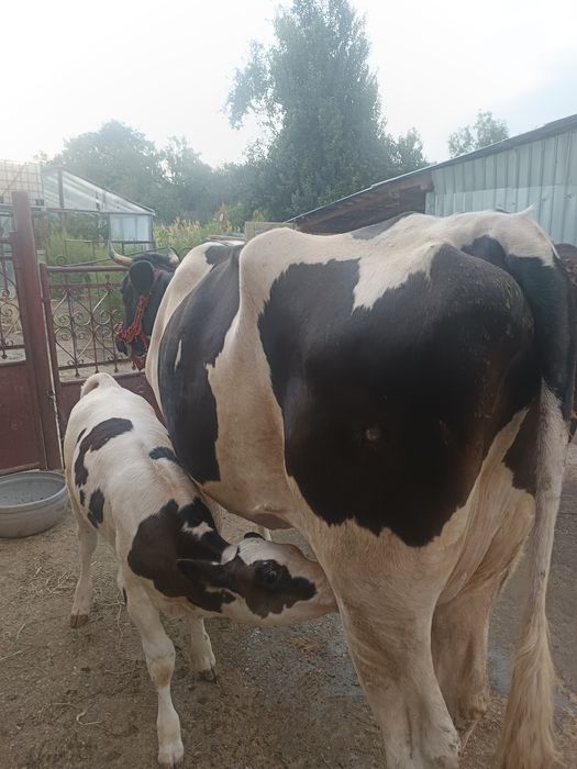 Vând vaca de lapte