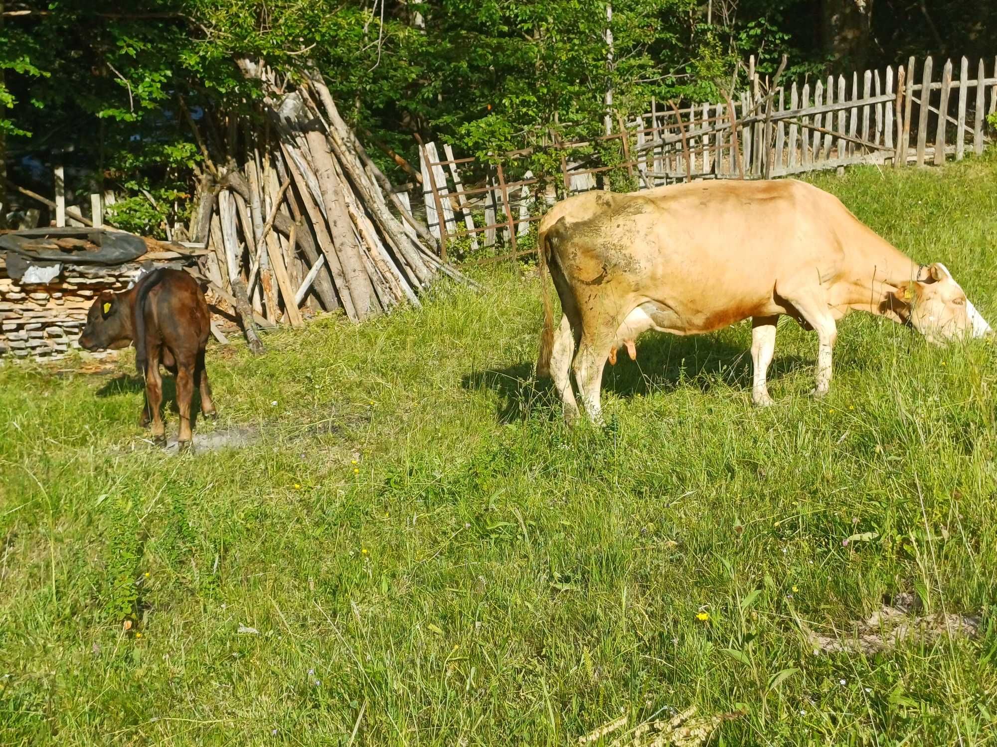 Vand vaca de lapte (6ani)  cu vitel