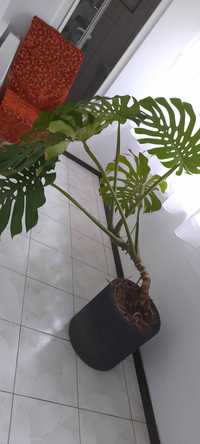 Filodendron monstera. Planta decor intetior