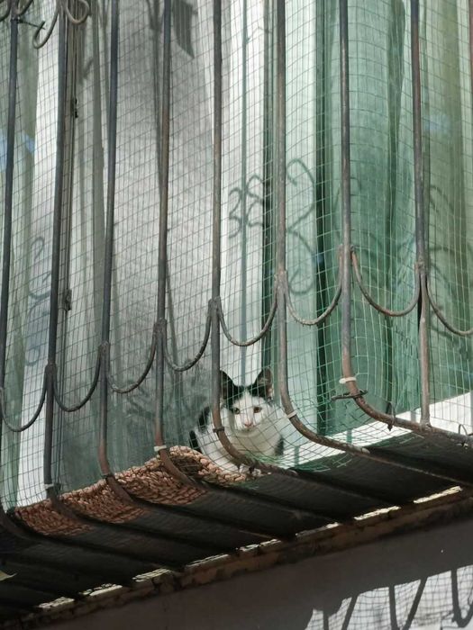 Отдаем котёнка БЕСПЛАТНО