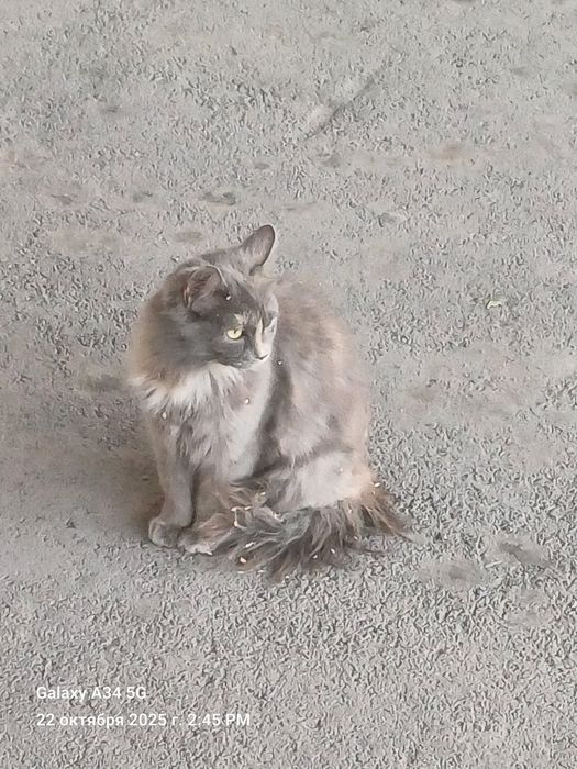 Одам Кошку мышеловку