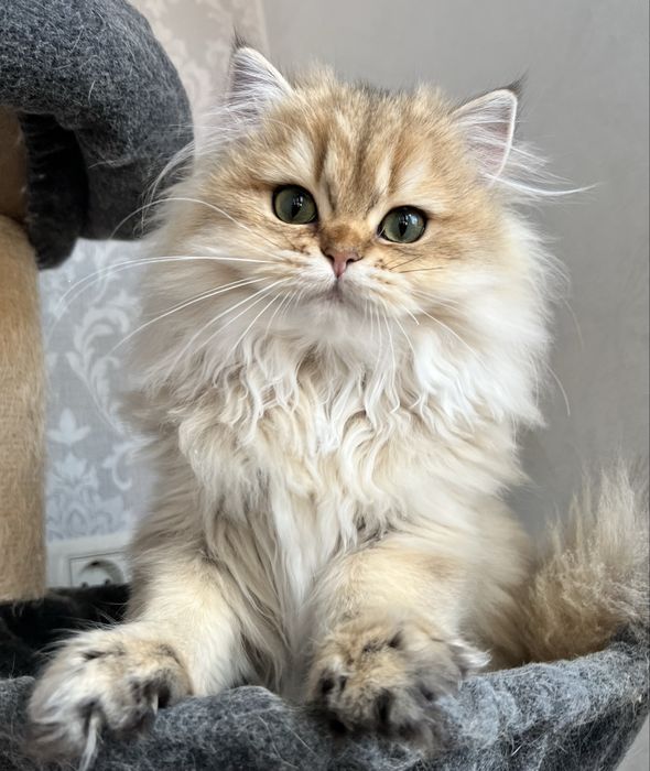 Pisica british cu pedigree