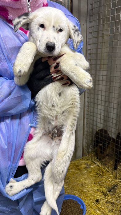 Щенятки Дворянины разных возрастов ждут любящих хозяев