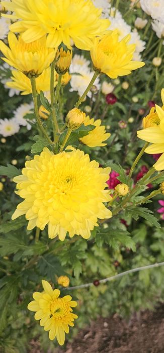 Vand crizanteme zembla