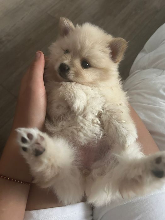 Caut stăpâni iubitori!!Suntem de rasa pomeranian și suntem 4 frățiori