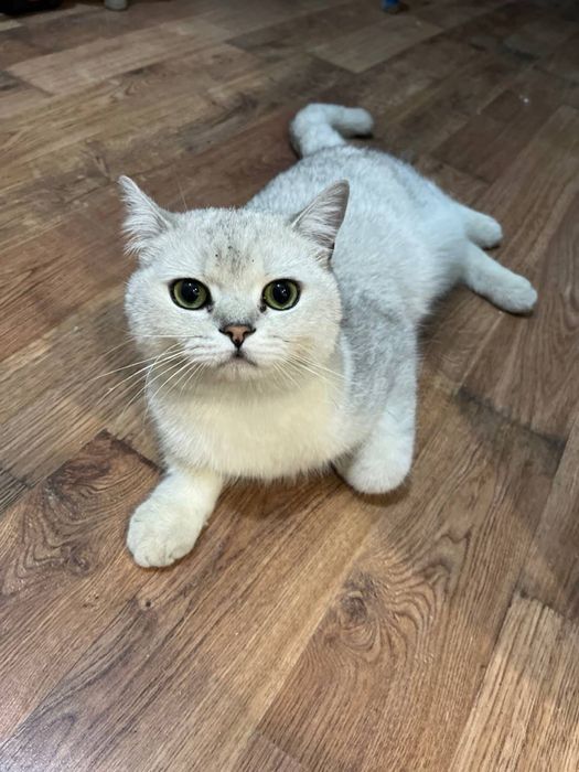 Продам британскаая шиншилла
