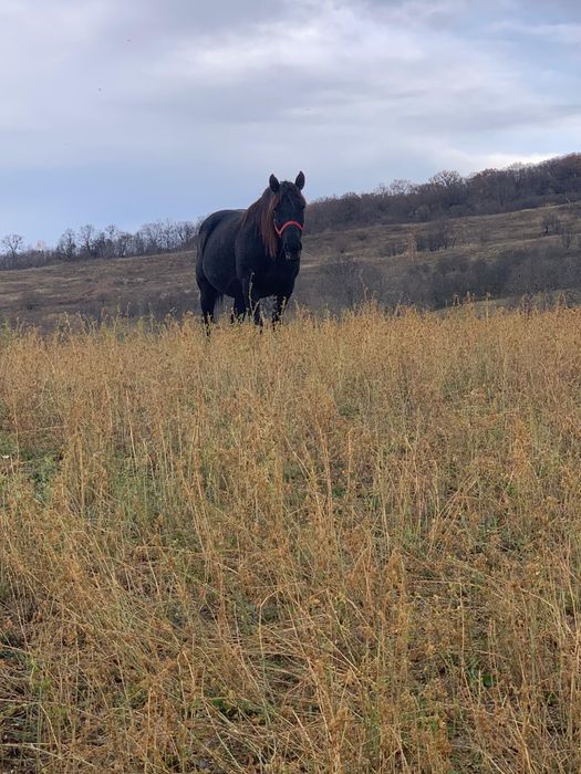 Iapa neagra frumoasa