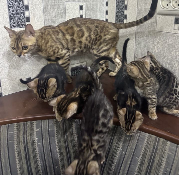 Бенгальская кошка