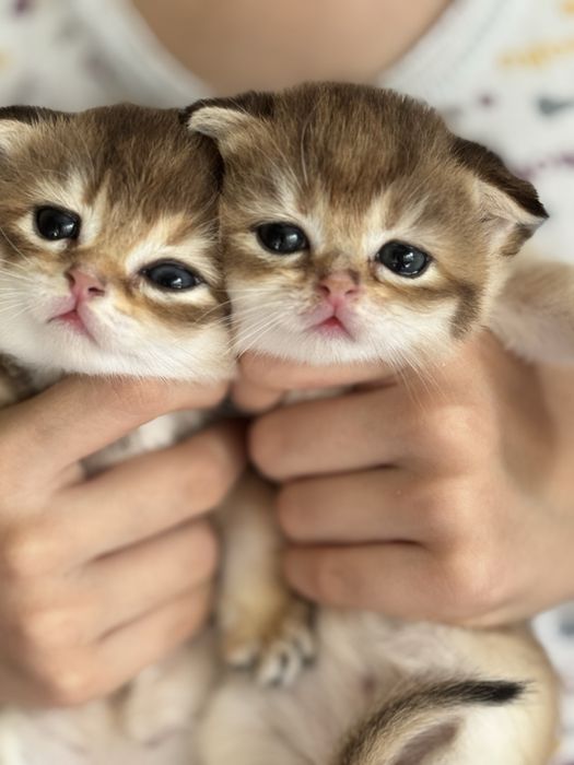 Продаются котята золотые фолд