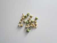 Семена  "Булка" Euphorbia