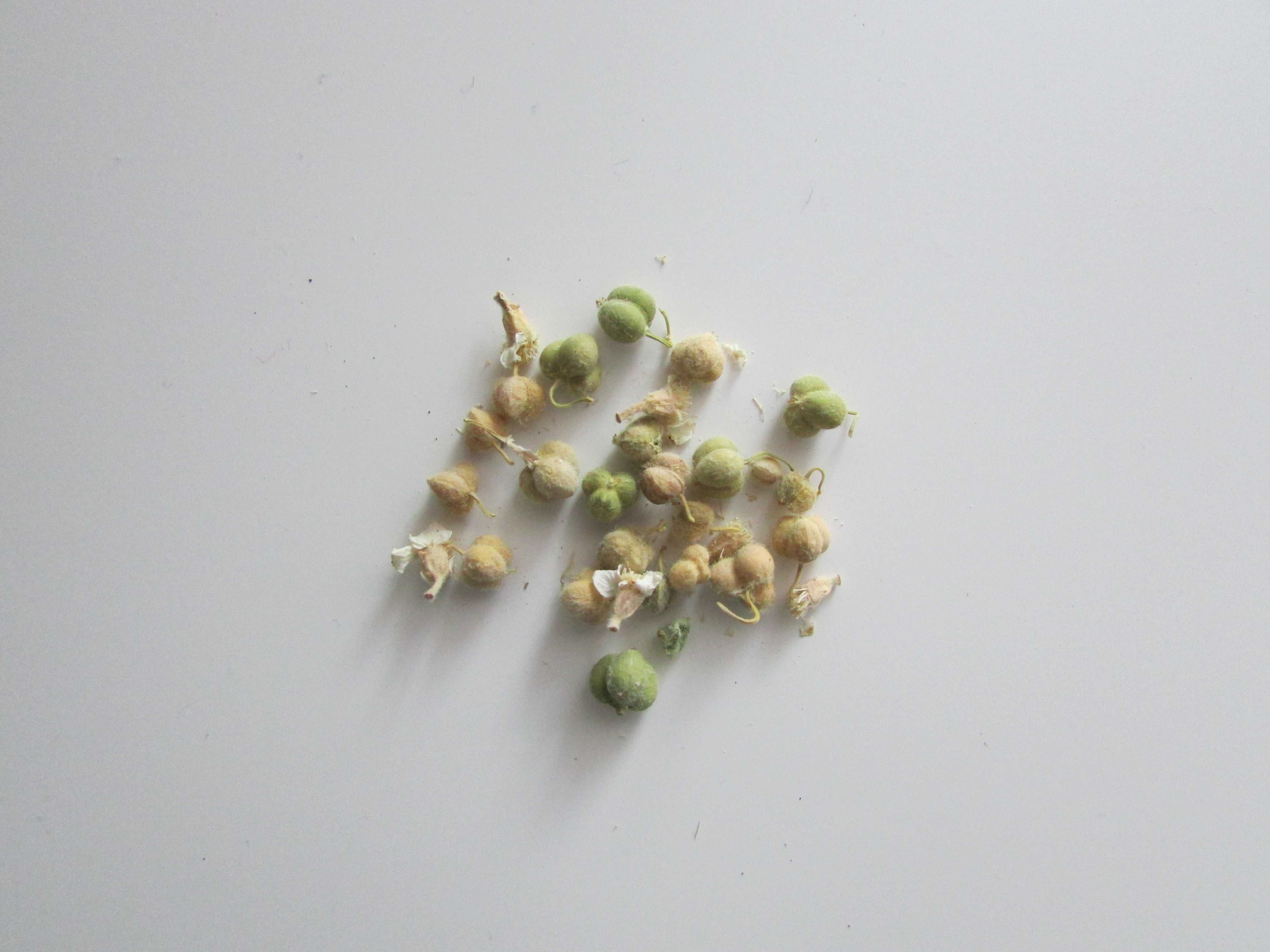Семена  "Булка" Euphorbia