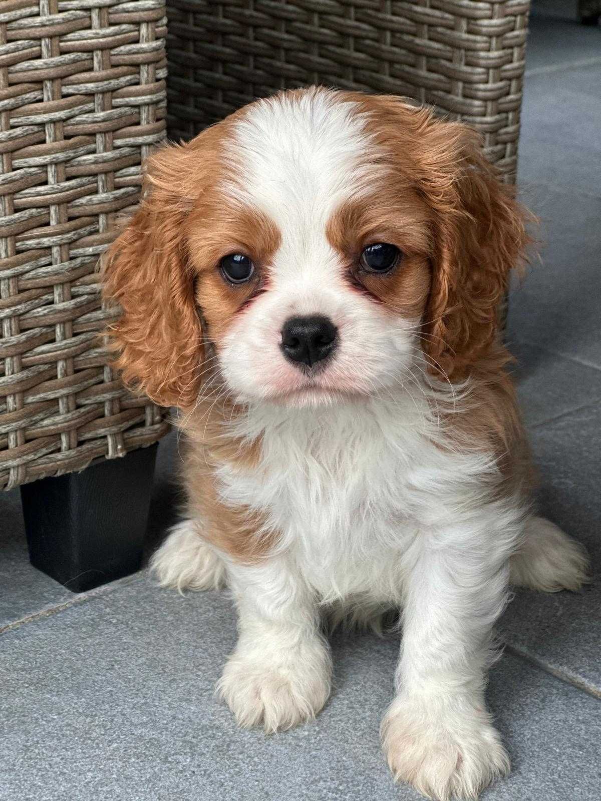 Cavalier King Charles Spaniel cu teste genetice din parinti campioni