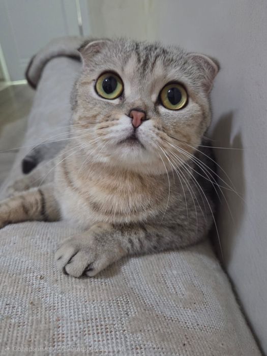 отдам даром кошку вислоухая