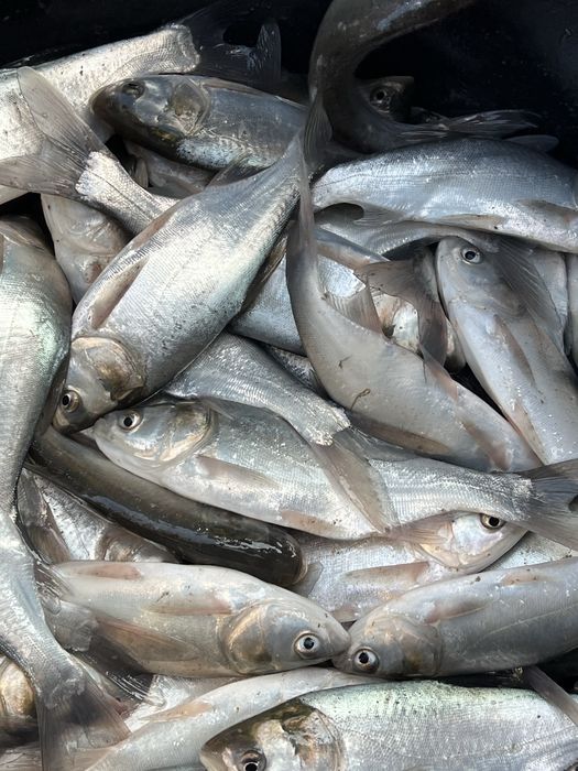 Peste Viu - puiet fitofag