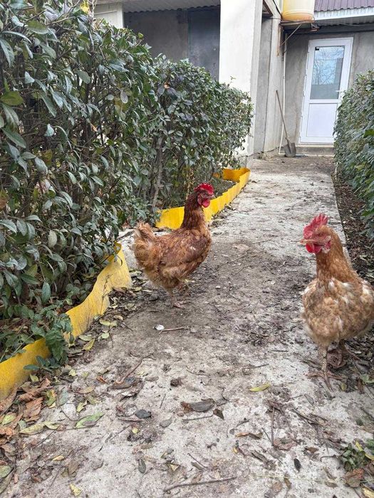 Молодые куры несушки Ломан Браун