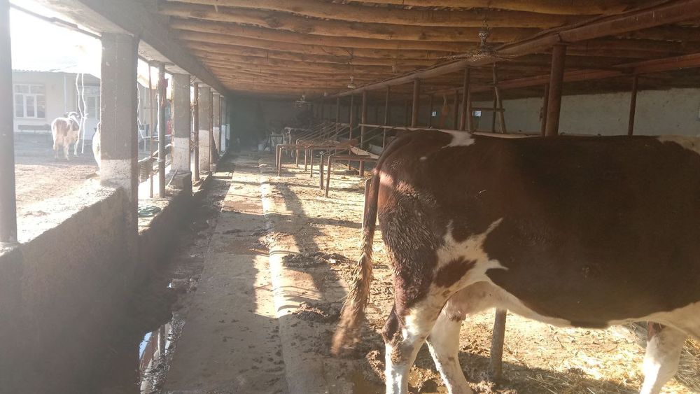 Uchastka, ferma sotiladi