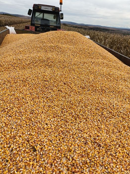 Vand ...porumb boabe