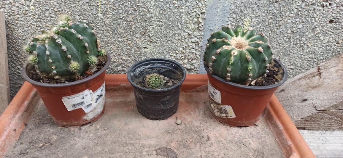 Cactusi de vanzare