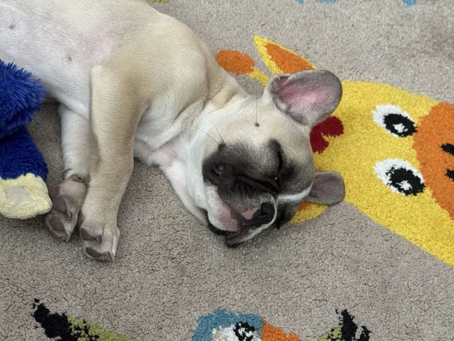 Френски булдог-женски
