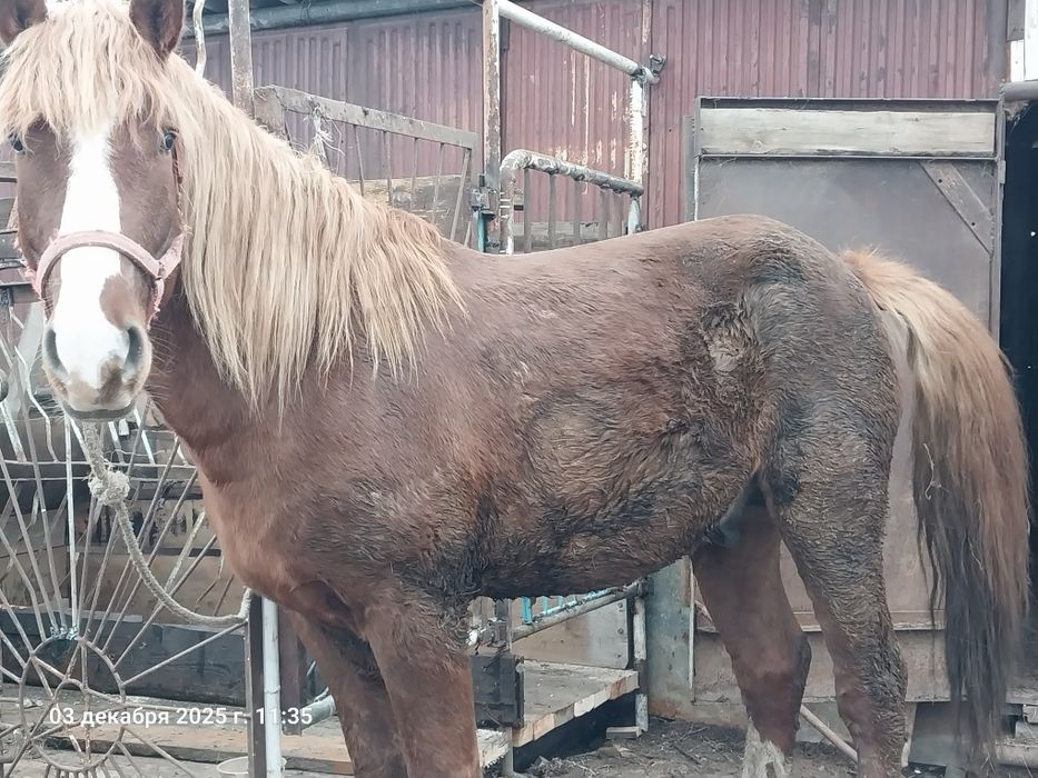 Продажа жеребца полутяж